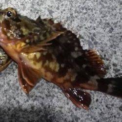 焼津　石津浜太刀魚ジギング＆ふぃっしゅーな釣果